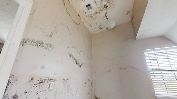 Best Mold Remediation for Healthcare Facilities  in Adams, WI