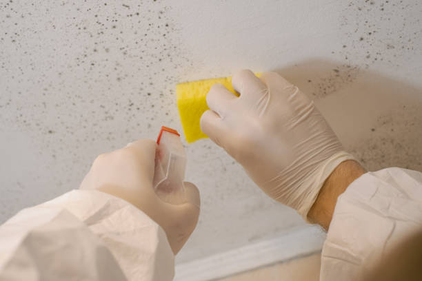 Best Black Mold Removal  in Adams, WI